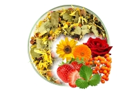 Herbata Ziołowa z Zieloną Senchą KRAINA POZIOMEK